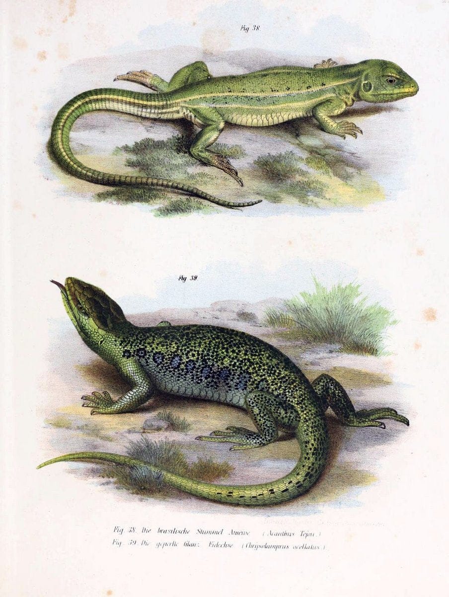 Bilder-Atlas zur wissenschaftlich-populÃ¤ren Naturgeschichte der WirbelthiereWien :K.K. H | Amphibians "Pictorial works" Reptiles  | Vintage Print Reproduction 461138