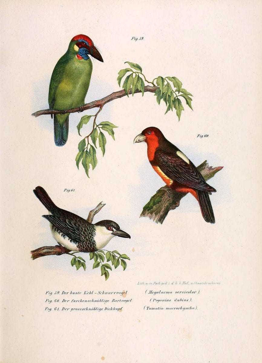 Bilder-atlas zur Wissenschaftlich-populÃ¤ren Naturgeschichte der VÃ¶gel in ihren sÃ¤mmtlich | Birds "Pictorial works"  | Vintage Print Reproduction 461139