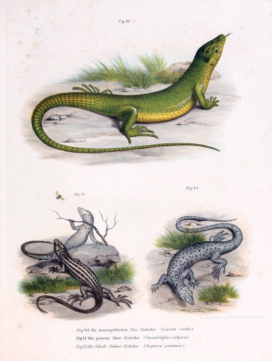 Bilder-Atlas zur wissenschaftlich-populÃ¤ren Naturgeschichte der WirbelthiereWien :K.K. H | Amphibians "Pictorial works" Reptiles  | Vintage Print Reproduction 461140