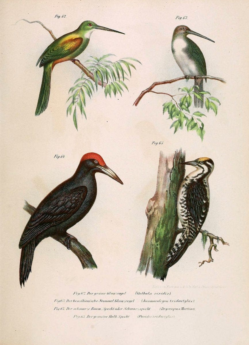 Bilder-atlas zur Wissenschaftlich-populÃ¤ren Naturgeschichte der VÃ¶gel in ihren sÃ¤mmtlich | Birds "Pictorial works"  | Vintage Print Reproduction 461141
