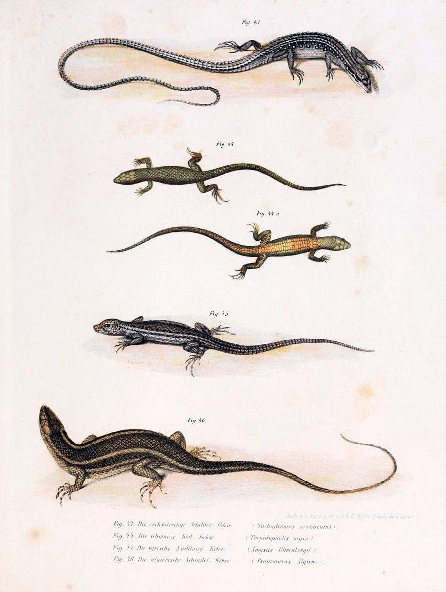 Bilder-Atlas zur wissenschaftlich-populÃ¤ren Naturgeschichte der WirbelthiereWien :K.K. H | Amphibians "Pictorial works" Reptiles  | Vintage Print Reproduction 461142