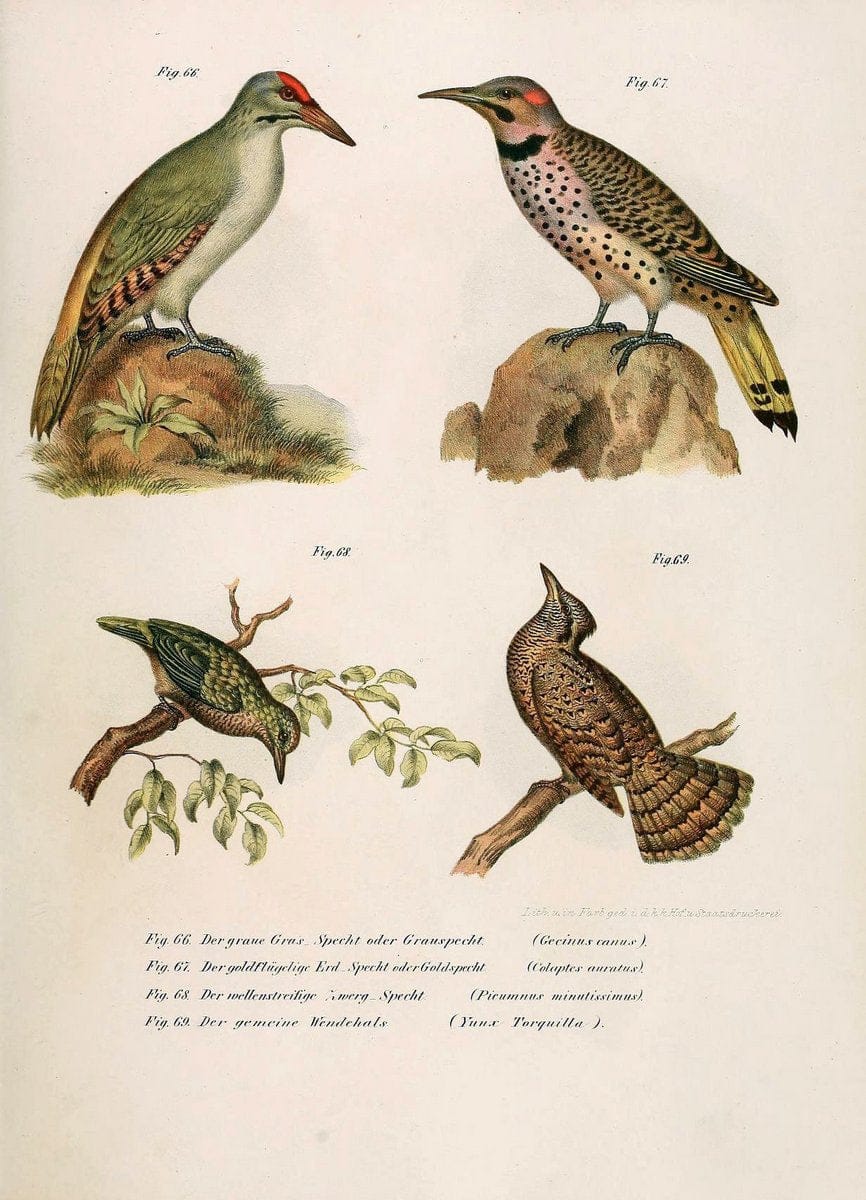 Bilder-atlas zur Wissenschaftlich-populÃ¤ren Naturgeschichte der VÃ¶gel in ihren sÃ¤mmtlich | Birds "Pictorial works"  | Vintage Print Reproduction 461143