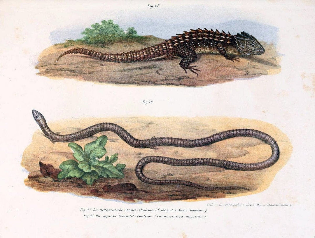 Bilder-Atlas zur wissenschaftlich-populÃ¤ren Naturgeschichte der WirbelthiereWien :K.K. H | Amphibians "Pictorial works" Reptiles  | Vintage Print Reproduction 461144