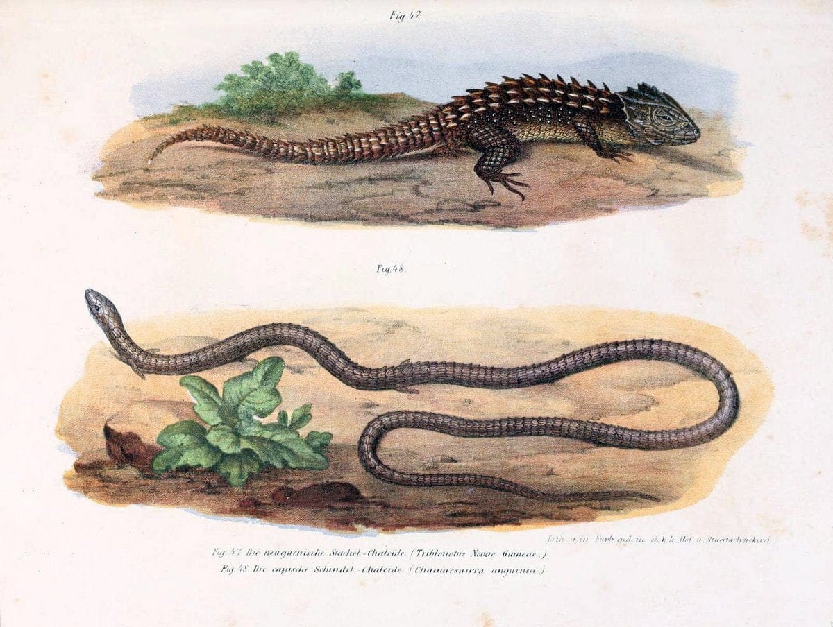 Bilder-Atlas zur wissenschaftlich-populÃ¤ren Naturgeschichte der WirbelthiereWien :K.K. H | Amphibians "Pictorial works" Reptiles  | Vintage Print Reproduction 461144