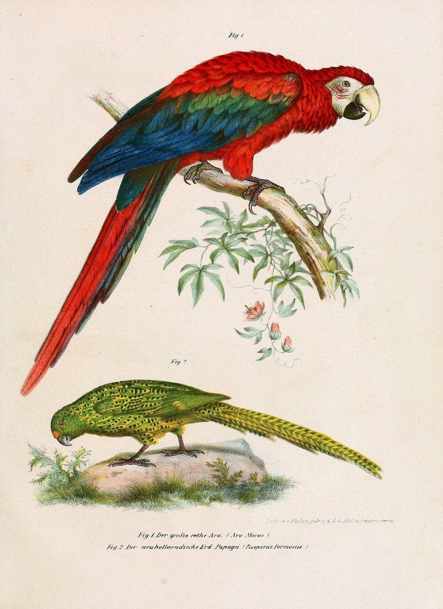 Bilder-atlas zur Wissenschaftlich-populÃ¤ren Naturgeschichte der VÃ¶gel in ihren sÃ¤mmtlich | Birds "Pictorial works"  | Vintage Print Reproduction 461145
