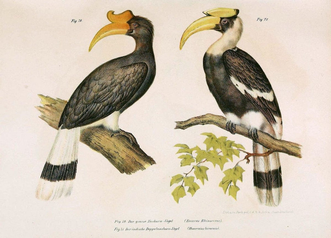 Bilder-atlas zur Wissenschaftlich-populÃ¤ren Naturgeschichte der VÃ¶gel in ihren sÃ¤mmtlich | Birds "Pictorial works"  | Vintage Print Reproduction 461146