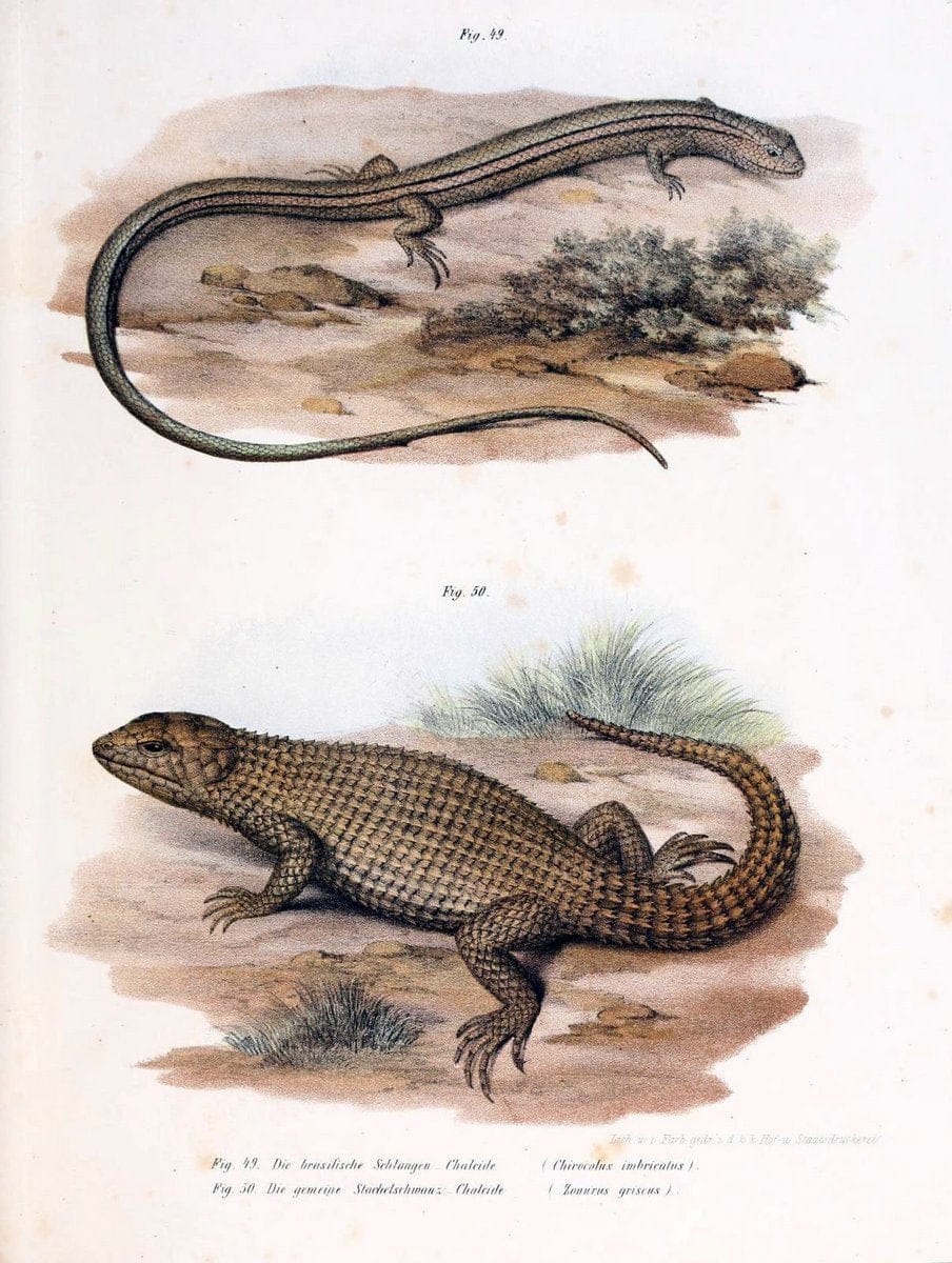Bilder-Atlas zur wissenschaftlich-populÃ¤ren Naturgeschichte der WirbelthiereWien :K.K. H | Amphibians "Pictorial works" Reptiles  | Vintage Print Reproduction 461147