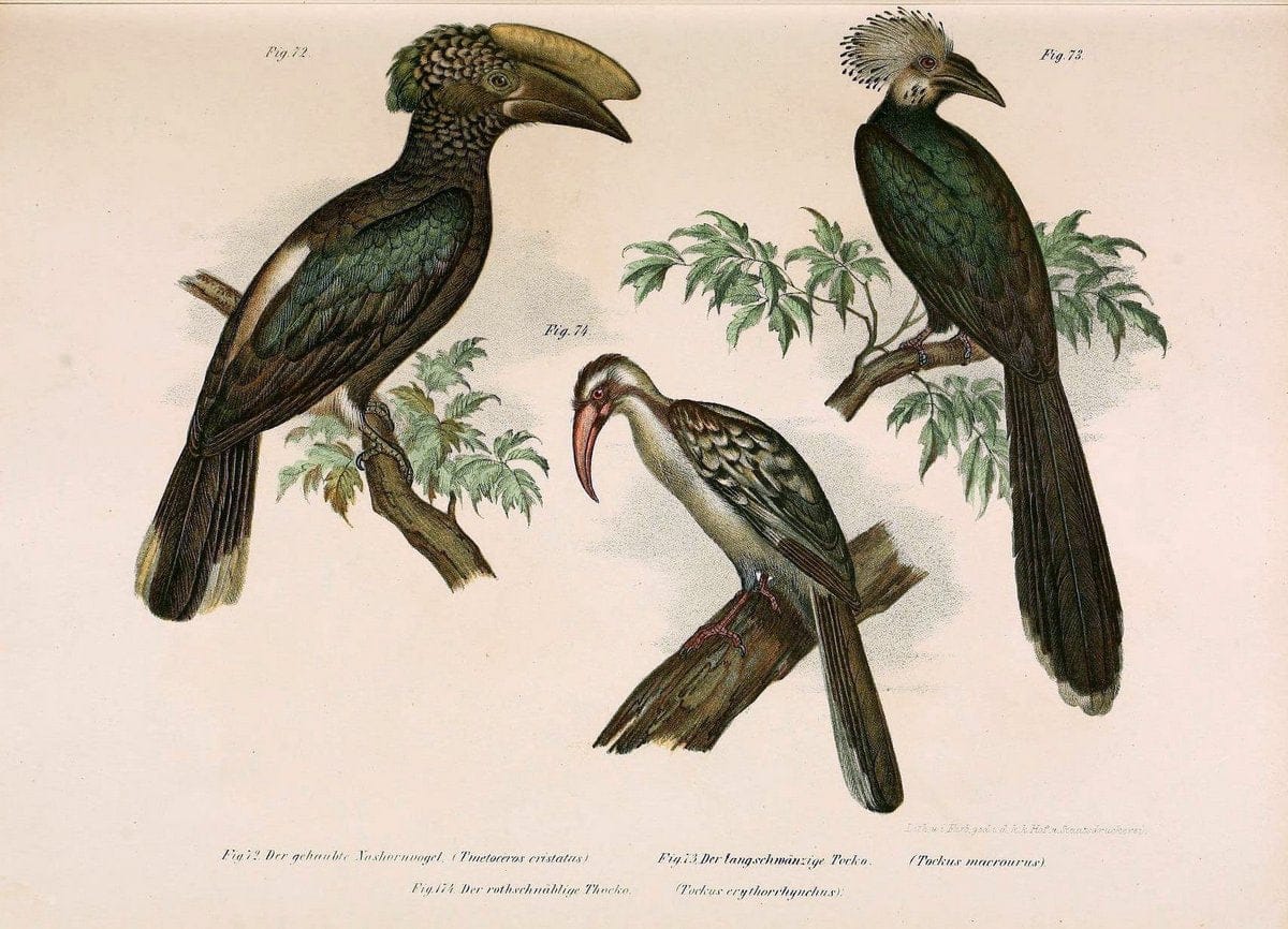 Bilder-atlas zur Wissenschaftlich-populÃ¤ren Naturgeschichte der VÃ¶gel in ihren sÃ¤mmtlich | Birds "Pictorial works"  | Vintage Print Reproduction 461148