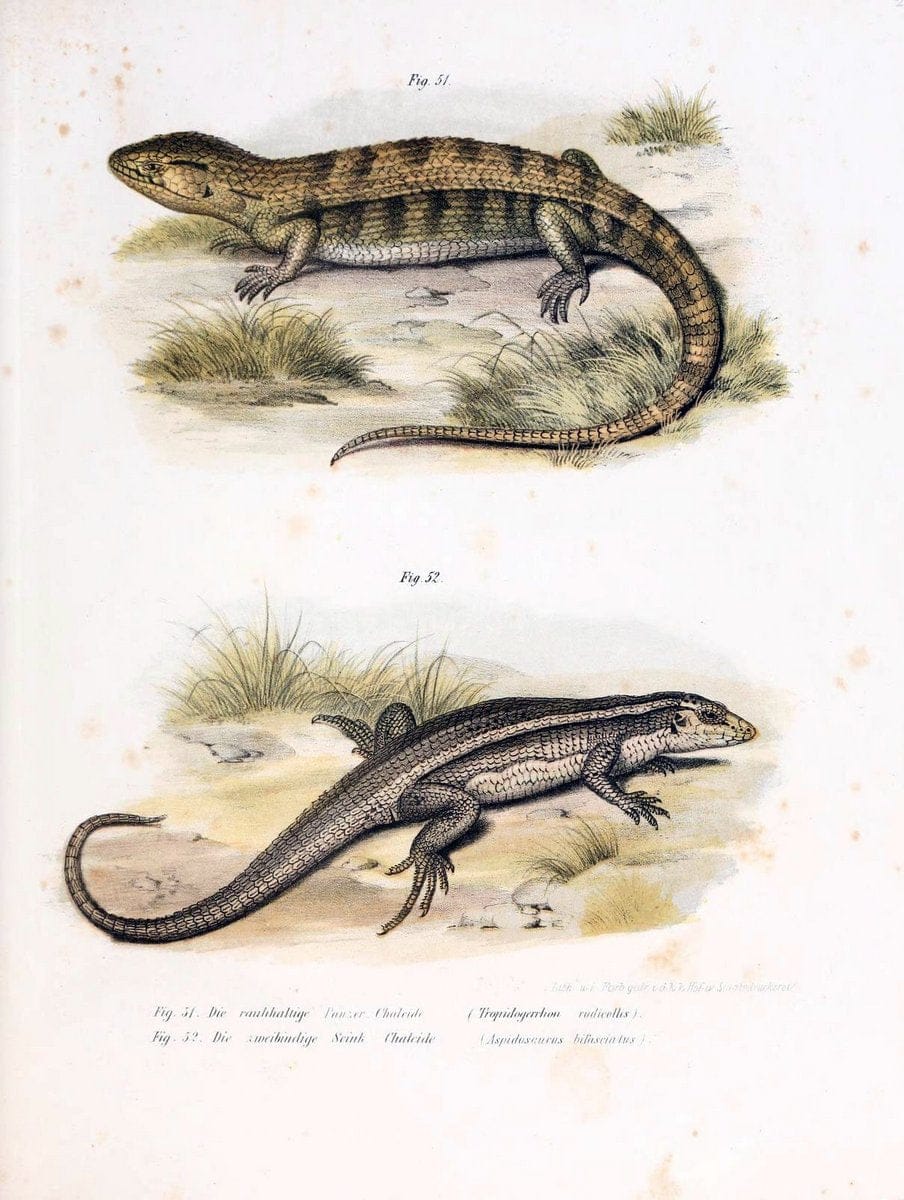 Bilder-Atlas zur wissenschaftlich-populÃ¤ren Naturgeschichte der WirbelthiereWien :K.K. H | Amphibians "Pictorial works" Reptiles  | Vintage Print Reproduction 461149