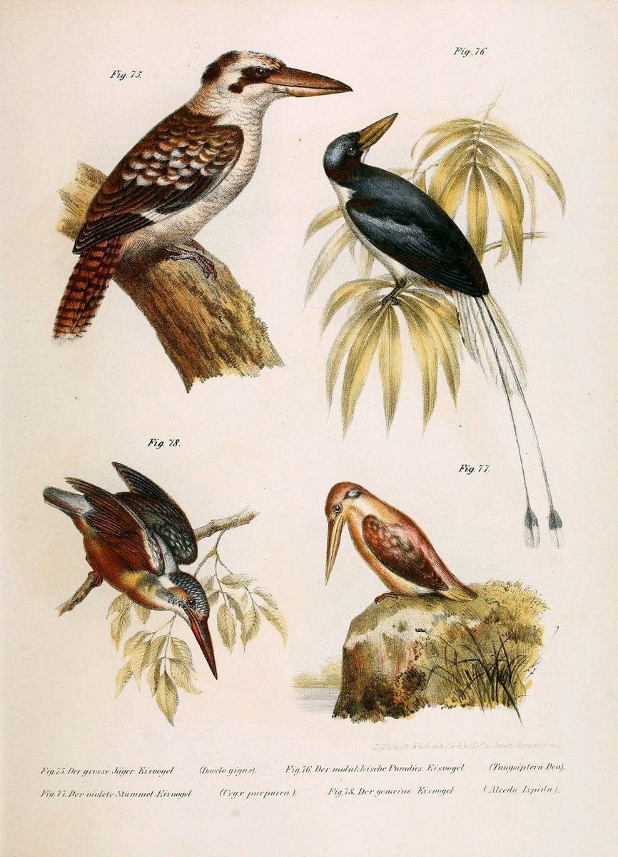 Bilder-atlas zur Wissenschaftlich-populÃ¤ren Naturgeschichte der VÃ¶gel in ihren sÃ¤mmtlich | Birds "Pictorial works"  | Vintage Print Reproduction 461150