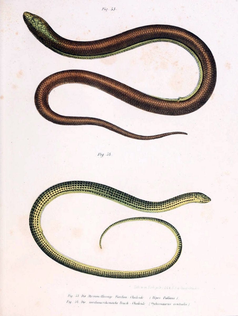 Bilder-Atlas zur wissenschaftlich-populÃ¤ren Naturgeschichte der WirbelthiereWien :K.K. H | Amphibians "Pictorial works" Reptiles  | Vintage Print Reproduction 461151