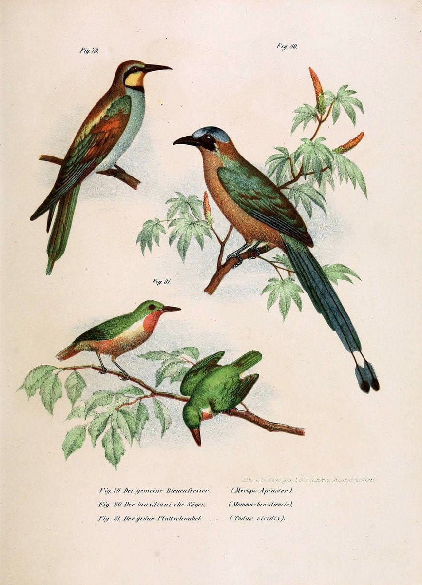 Bilder-atlas zur Wissenschaftlich-populÃ¤ren Naturgeschichte der VÃ¶gel in ihren sÃ¤mmtlich | Birds "Pictorial works"  | Vintage Print Reproduction 461152