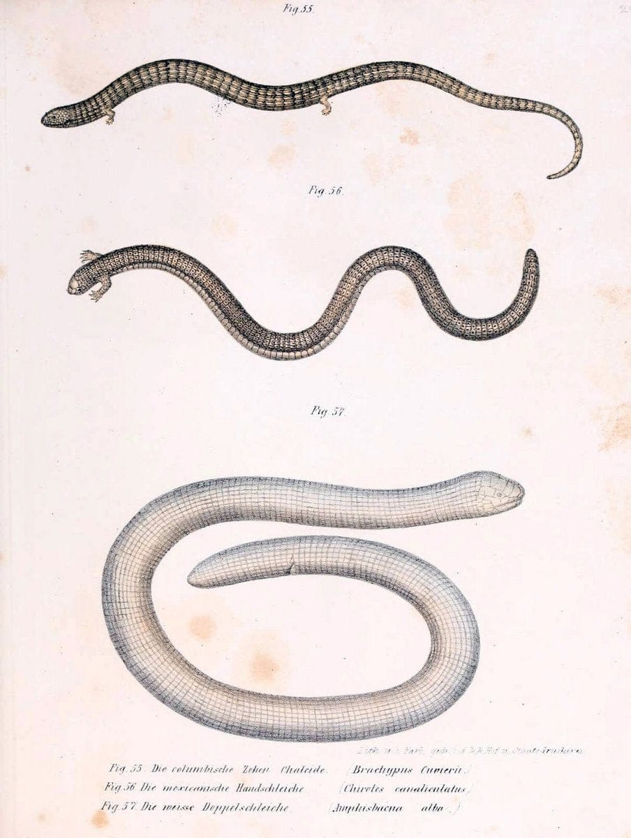 Bilder-Atlas zur wissenschaftlich-populÃ¤ren Naturgeschichte der WirbelthiereWien :K.K. H | Amphibians "Pictorial works" Reptiles  | Vintage Print Reproduction 461153