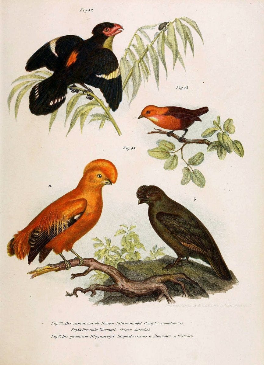 Bilder-atlas zur Wissenschaftlich-populÃ¤ren Naturgeschichte der VÃ¶gel in ihren sÃ¤mmtlich | Birds "Pictorial works"  | Vintage Print Reproduction 461154