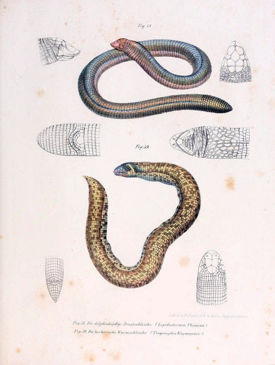 Bilder-Atlas zur wissenschaftlich-populÃ¤ren Naturgeschichte der WirbelthiereWien :K.K. H | Amphibians "Pictorial works" Reptiles  | Vintage Print Reproduction 461155