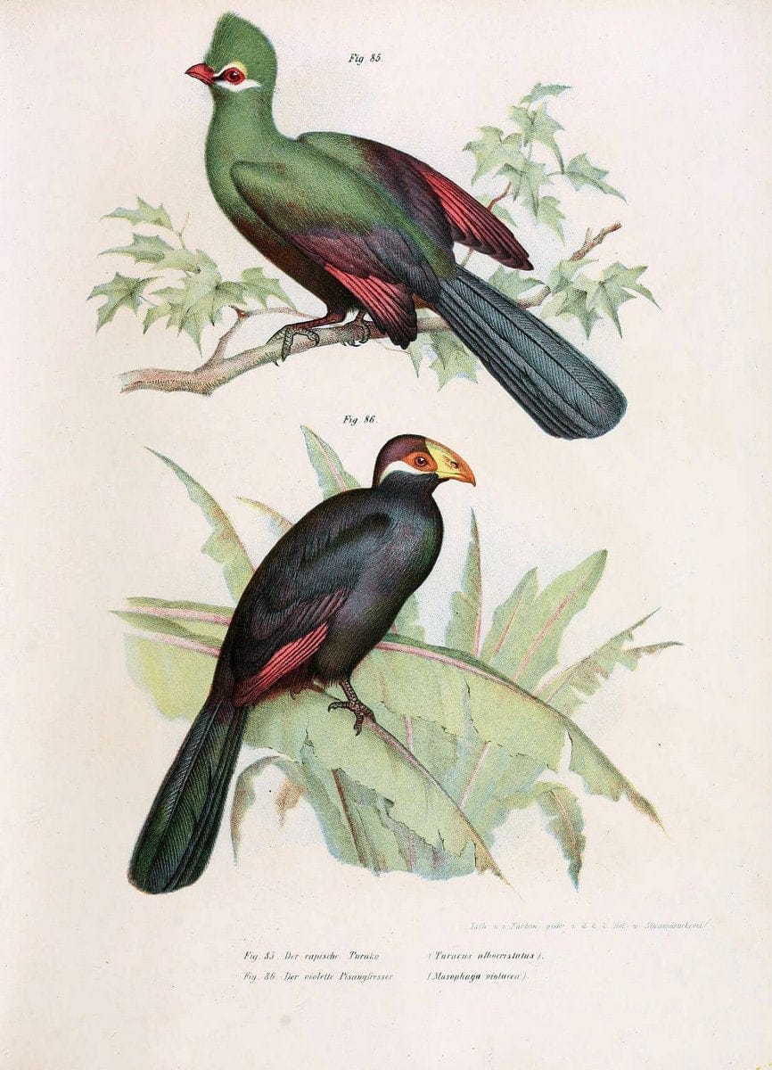 Bilder-atlas zur Wissenschaftlich-populÃ¤ren Naturgeschichte der VÃ¶gel in ihren sÃ¤mmtlich | Birds "Pictorial works"  | Vintage Print Reproduction 461156