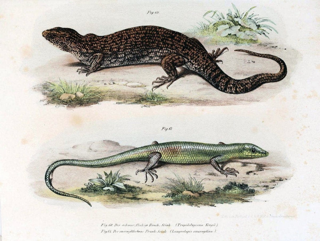 Bilder-Atlas zur wissenschaftlich-populÃ¤ren Naturgeschichte der WirbelthiereWien :K.K. H | Amphibians "Pictorial works" Reptiles  | Vintage Print Reproduction 461157