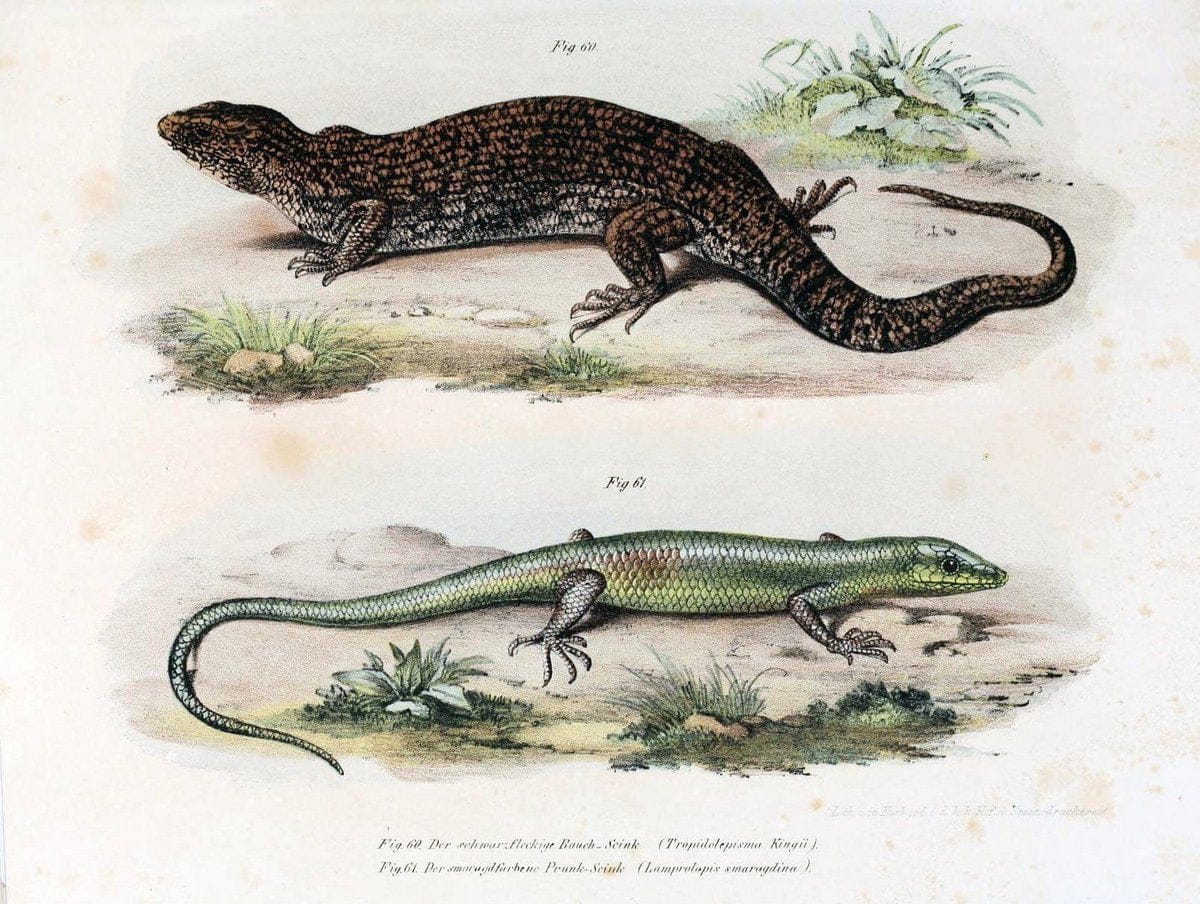 Bilder-Atlas zur wissenschaftlich-populÃ¤ren Naturgeschichte der WirbelthiereWien :K.K. H | Amphibians "Pictorial works" Reptiles  | Vintage Print Reproduction 461157