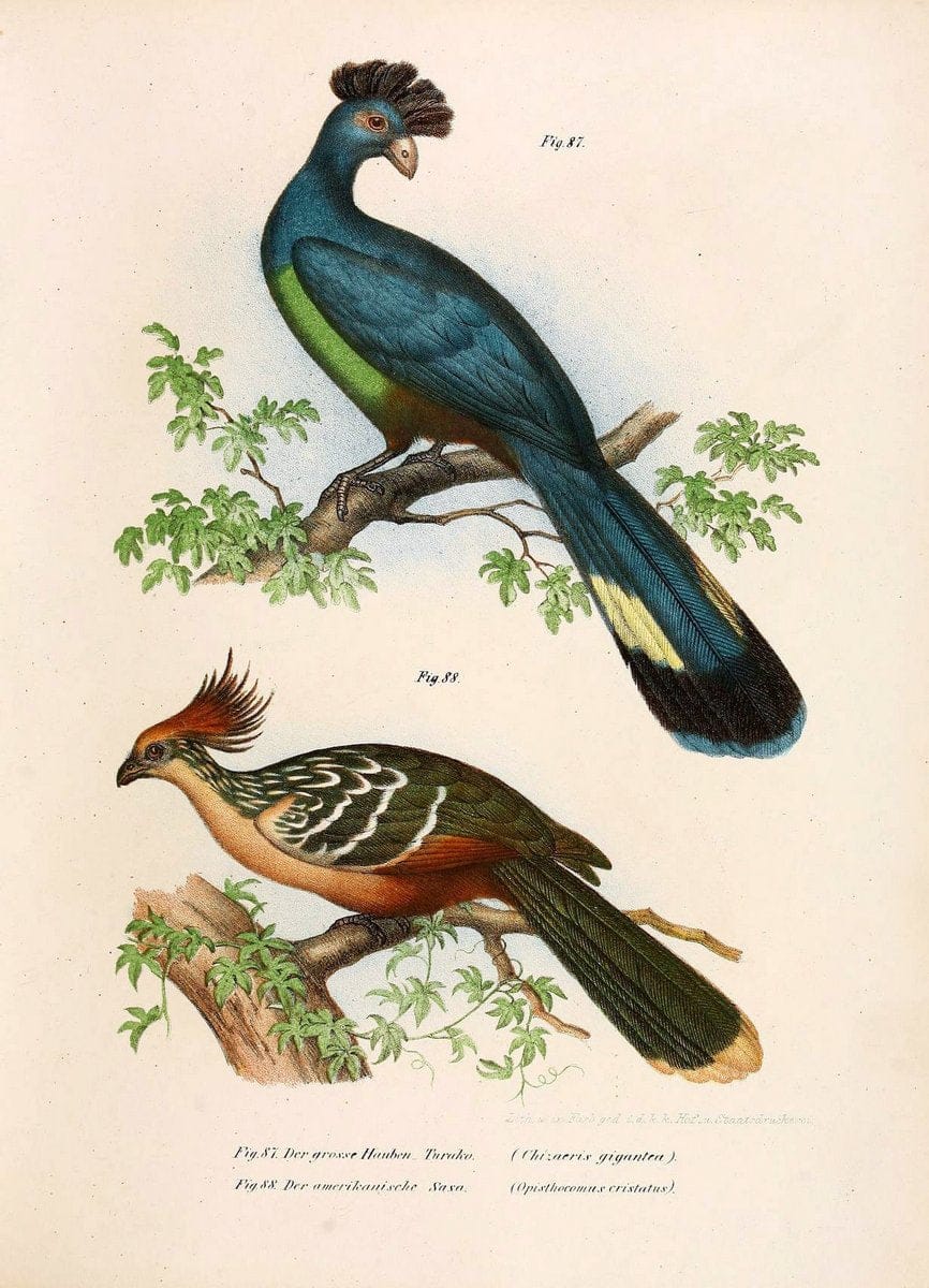 Bilder-atlas zur Wissenschaftlich-populÃ¤ren Naturgeschichte der VÃ¶gel in ihren sÃ¤mmtlich | Birds "Pictorial works"  | Vintage Print Reproduction 461158