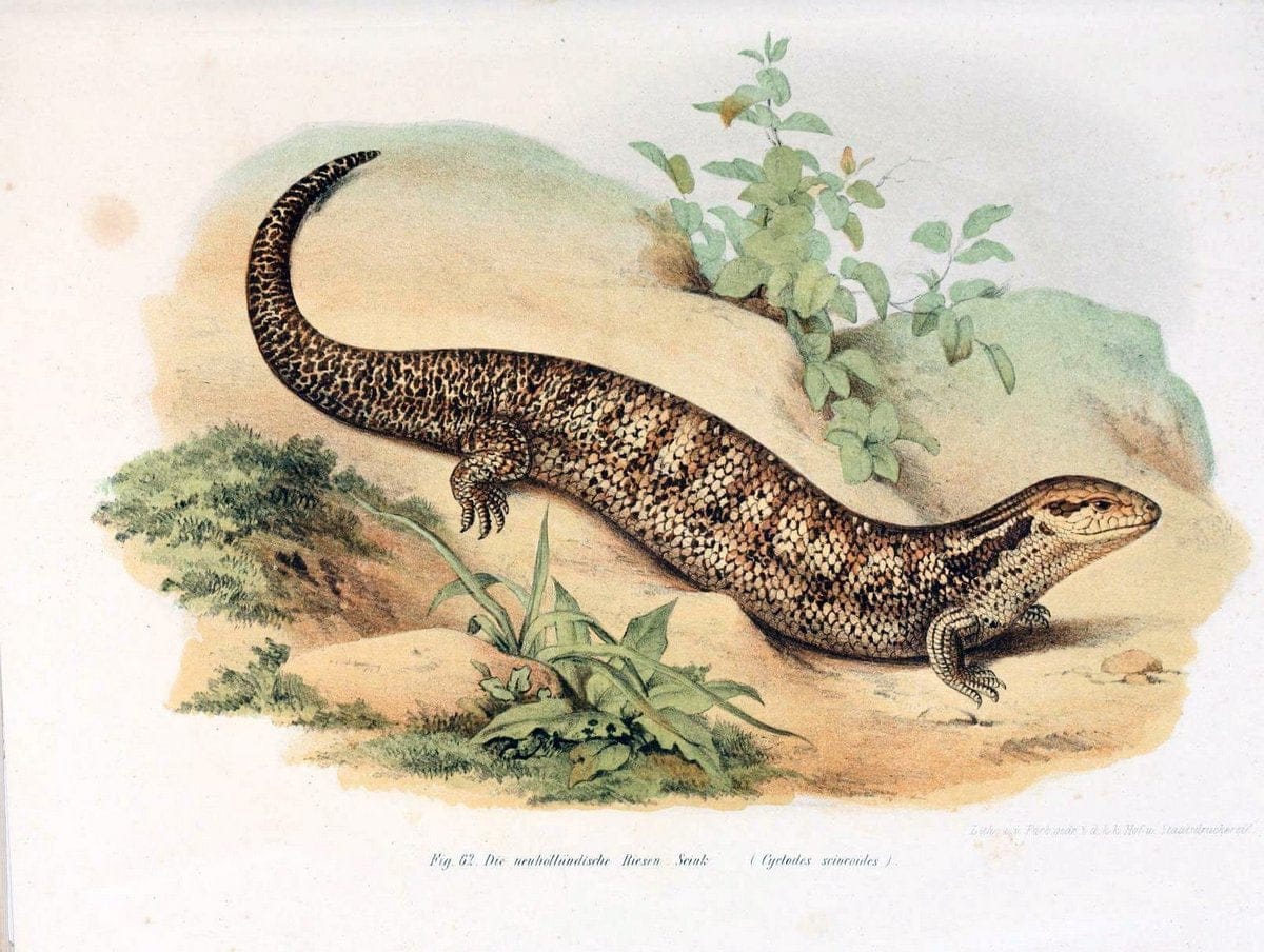 Bilder-Atlas zur wissenschaftlich-populÃ¤ren Naturgeschichte der WirbelthiereWien :K.K. H | Amphibians "Pictorial works" Reptiles  | Vintage Print Reproduction 461159