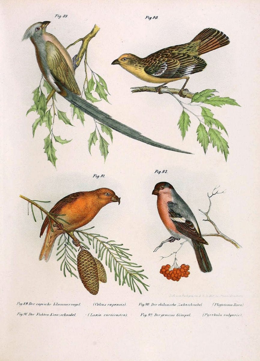 Bilder-atlas zur Wissenschaftlich-populÃ¤ren Naturgeschichte der VÃ¶gel in ihren sÃ¤mmtlich | Birds "Pictorial works"  | Vintage Print Reproduction 461160