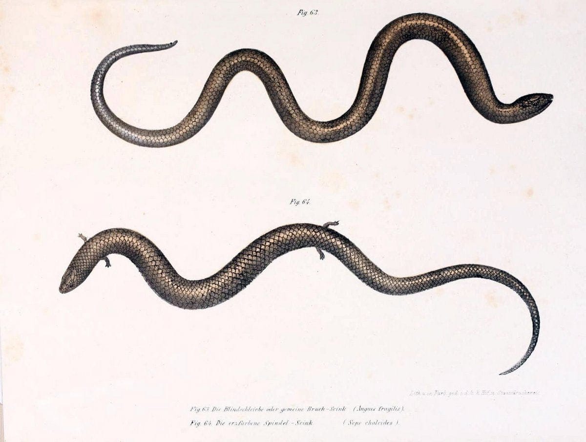 Bilder-Atlas zur wissenschaftlich-populÃ¤ren Naturgeschichte der WirbelthiereWien :K.K. H | Amphibians "Pictorial works" Reptiles  | Vintage Print Reproduction 461161