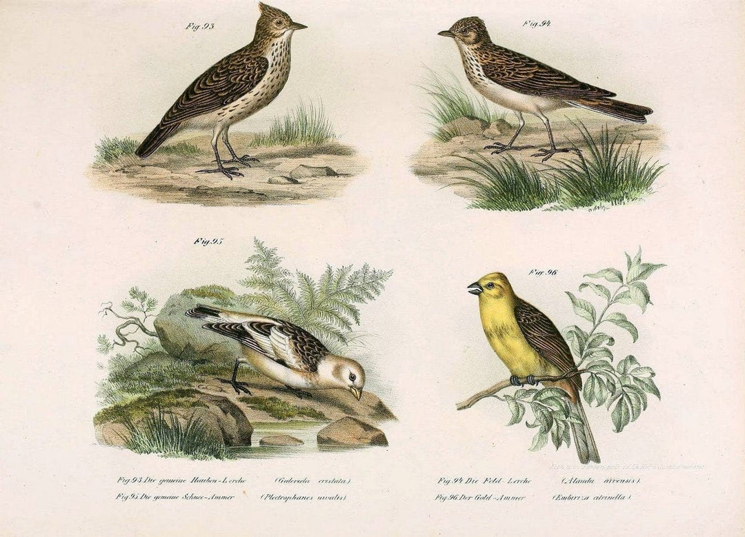 Bilder-atlas zur Wissenschaftlich-populÃ¤ren Naturgeschichte der VÃ¶gel in ihren sÃ¤mmtlich | Birds "Pictorial works"  | Vintage Print Reproduction 461162