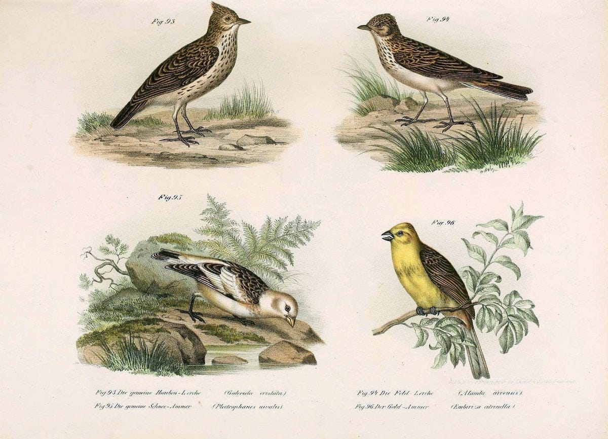 Bilder-atlas zur Wissenschaftlich-populÃ¤ren Naturgeschichte der VÃ¶gel in ihren sÃ¤mmtlich | Birds "Pictorial works"  | Vintage Print Reproduction 461162