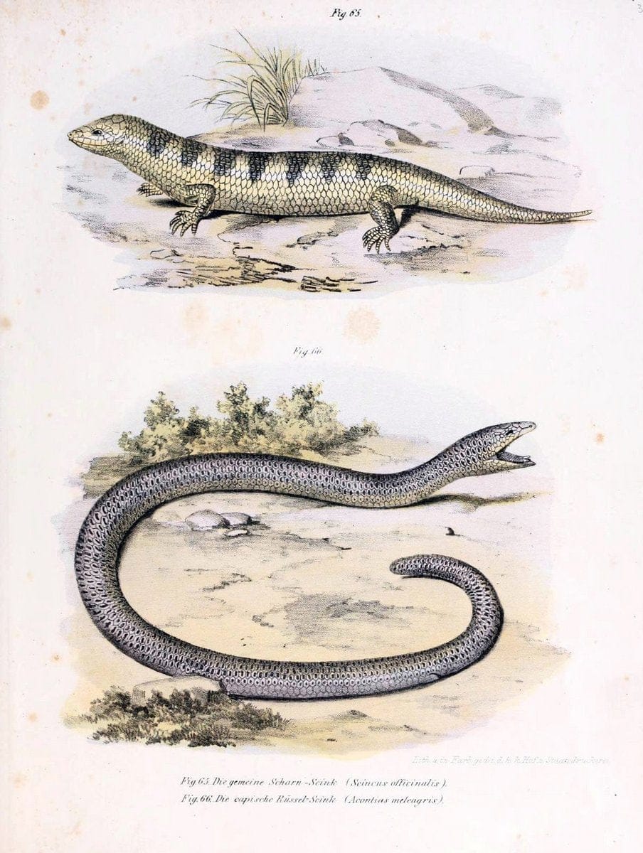 Bilder-Atlas zur wissenschaftlich-populÃ¤ren Naturgeschichte der WirbelthiereWien :K.K. H | Amphibians "Pictorial works" Reptiles  | Vintage Print Reproduction 461163