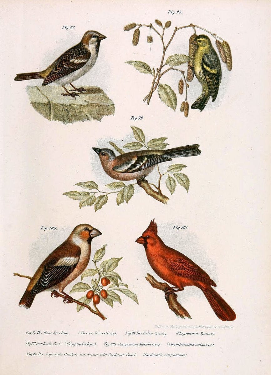 Bilder-atlas zur Wissenschaftlich-populÃ¤ren Naturgeschichte der VÃ¶gel in ihren sÃ¤mmtlich | Birds "Pictorial works"  | Vintage Print Reproduction 461164