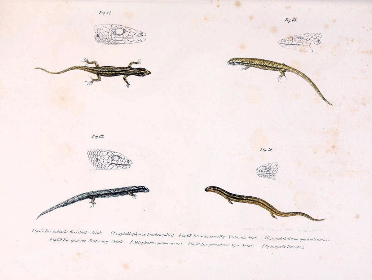 Bilder-Atlas zur wissenschaftlich-populÃ¤ren Naturgeschichte der WirbelthiereWien :K.K. H | Amphibians "Pictorial works" Reptiles  | Vintage Print Reproduction 461165