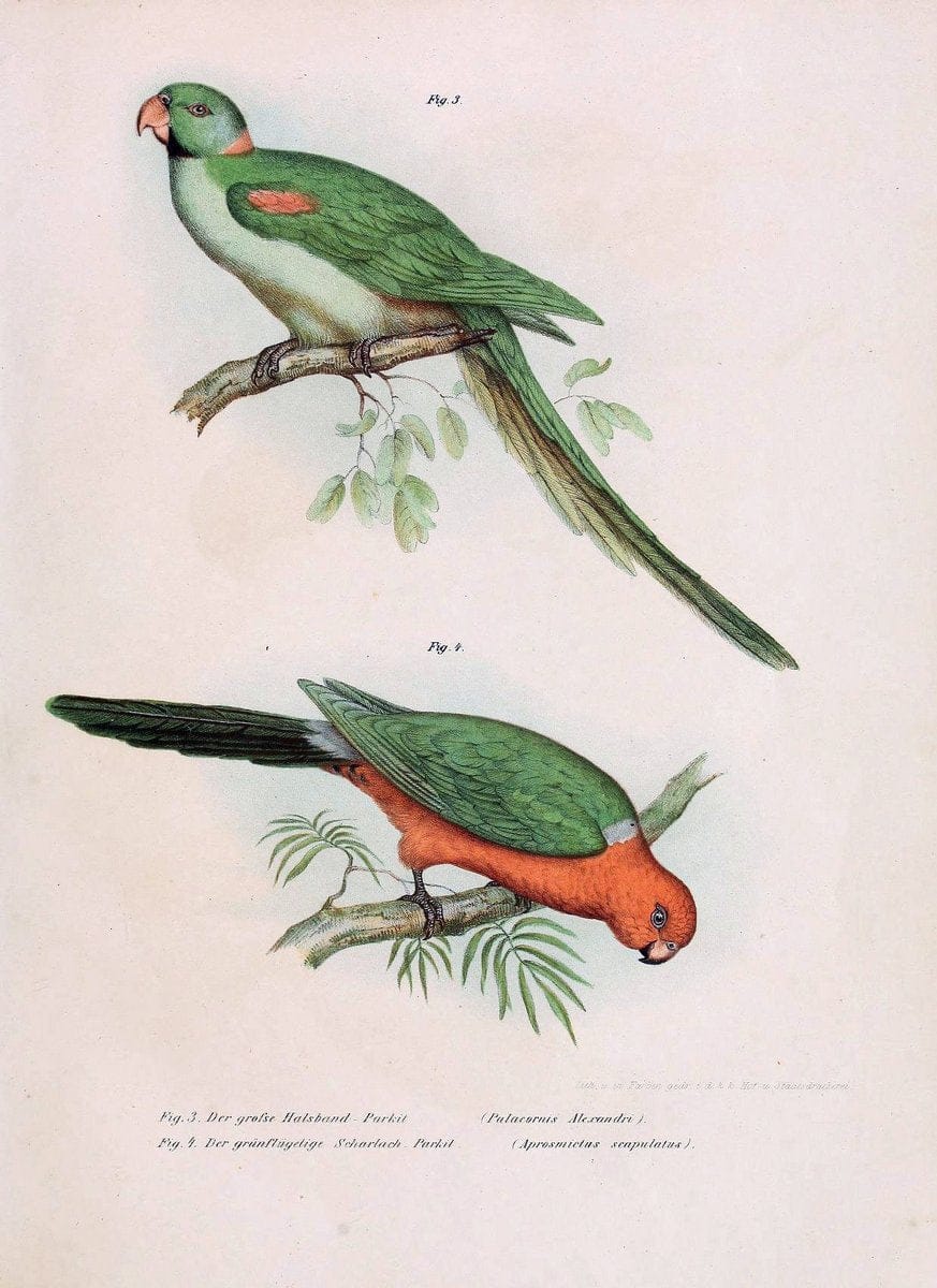 Bilder-atlas zur Wissenschaftlich-populÃ¤ren Naturgeschichte der VÃ¶gel in ihren sÃ¤mmtlich | Birds "Pictorial works"  | Vintage Print Reproduction 461166