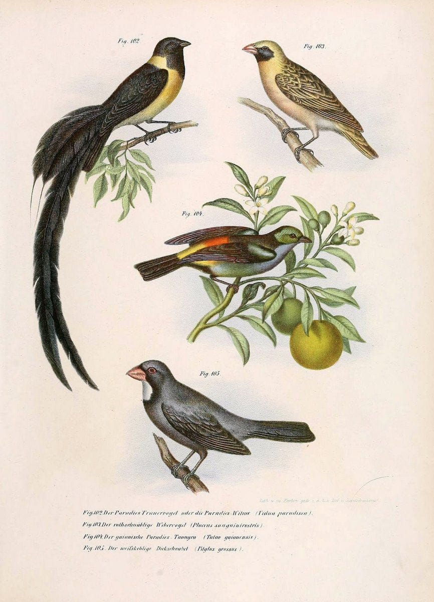 Bilder-atlas zur Wissenschaftlich-populÃ¤ren Naturgeschichte der VÃ¶gel in ihren sÃ¤mmtlich | Birds "Pictorial works"  | Vintage Print Reproduction 461167