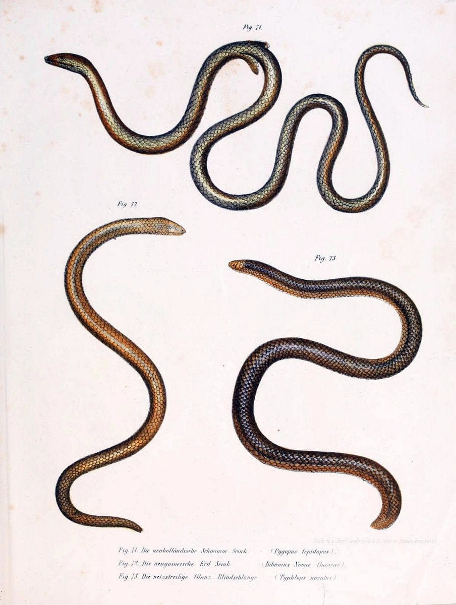 Bilder-Atlas zur wissenschaftlich-populÃ¤ren Naturgeschichte der WirbelthiereWien :K.K. H | Amphibians "Pictorial works" Reptiles  | Vintage Print Reproduction 461168