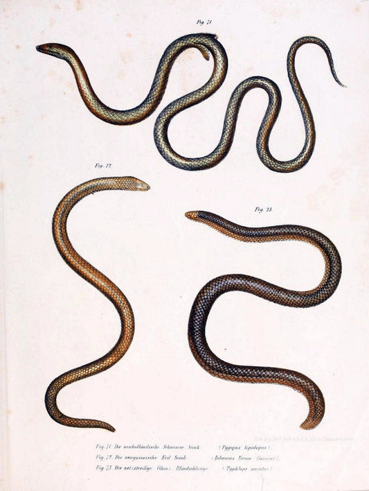 Bilder-Atlas zur wissenschaftlich-populÃ¤ren Naturgeschichte der WirbelthiereWien :K.K. H | Amphibians "Pictorial works" Reptiles  | Vintage Print Reproduction 461168