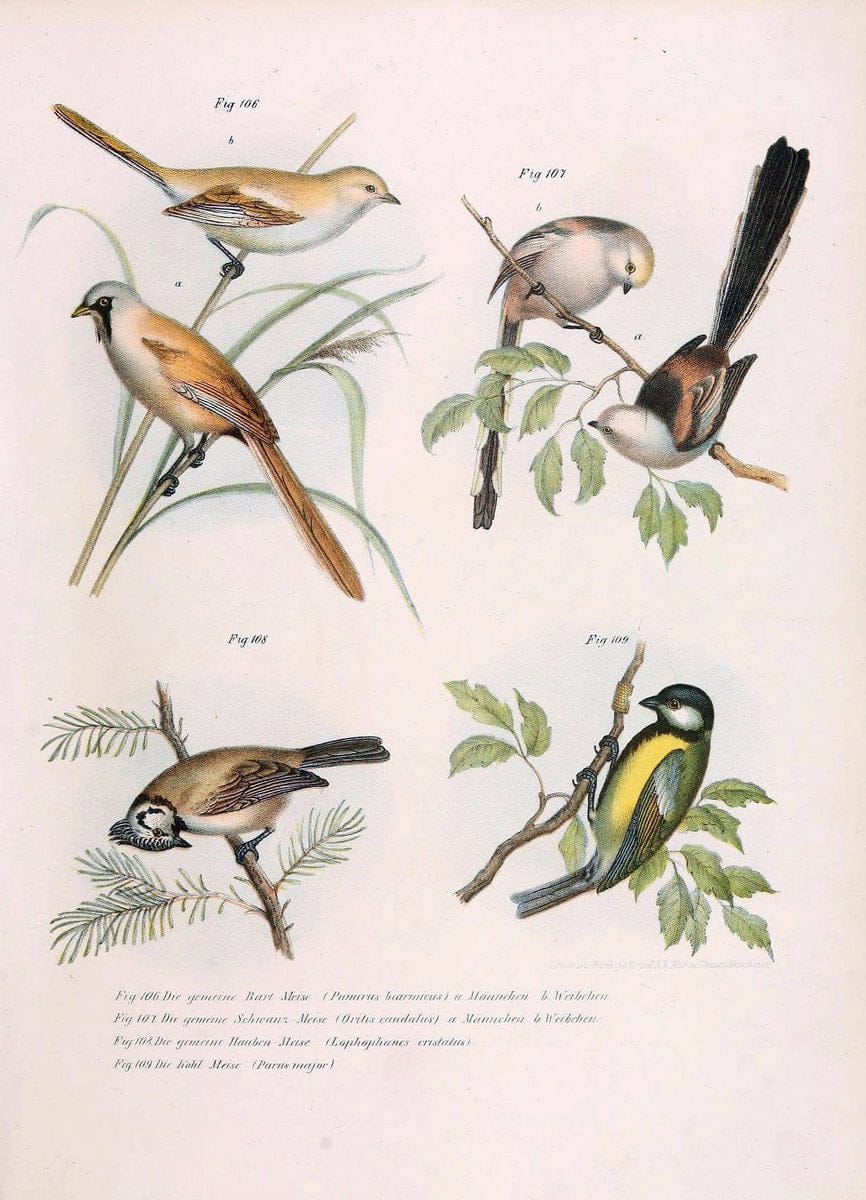 Bilder-atlas zur Wissenschaftlich-populÃ¤ren Naturgeschichte der VÃ¶gel in ihren sÃ¤mmtlich | Birds "Pictorial works"  | Vintage Print Reproduction 461169