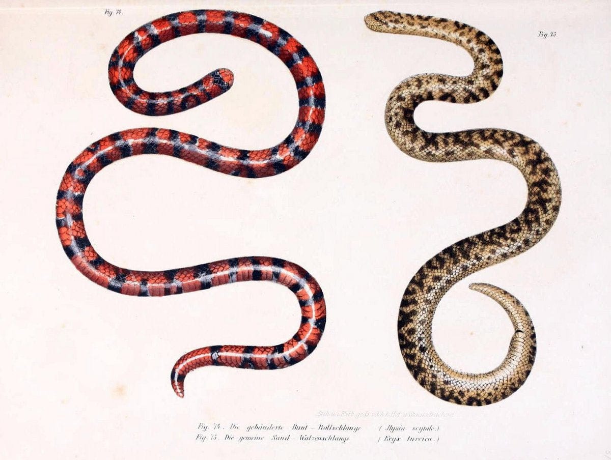 Bilder-Atlas zur wissenschaftlich-populÃ¤ren Naturgeschichte der WirbelthiereWien :K.K. H | Amphibians "Pictorial works" Reptiles  | Vintage Print Reproduction 461170