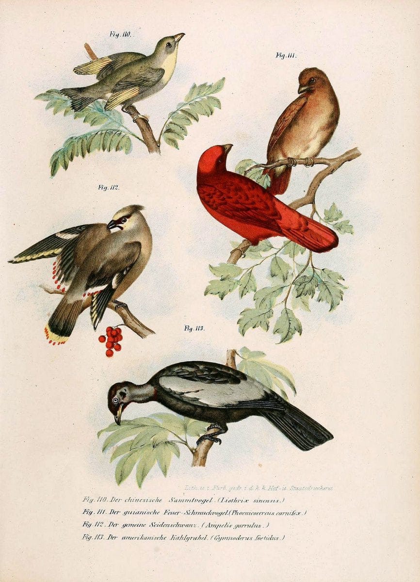 Bilder-atlas zur Wissenschaftlich-populÃ¤ren Naturgeschichte der VÃ¶gel in ihren sÃ¤mmtlich | Birds "Pictorial works"  | Vintage Print Reproduction 461171
