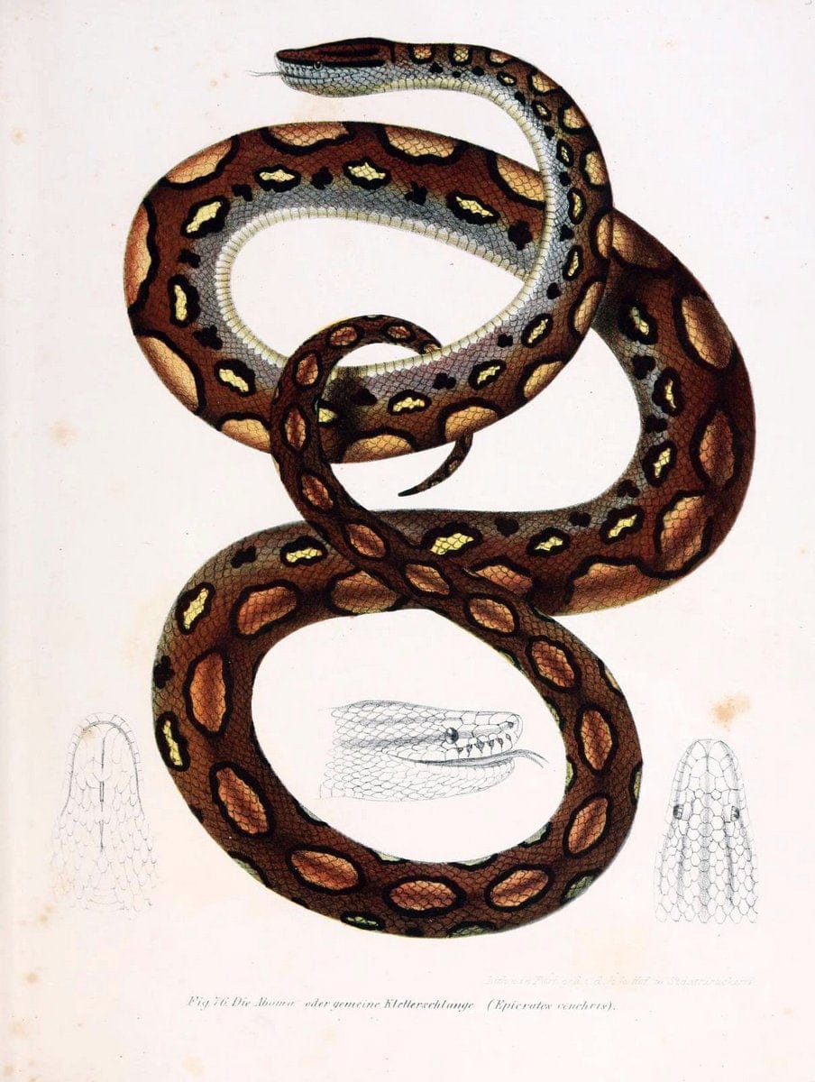 Bilder-Atlas zur wissenschaftlich-populÃ¤ren Naturgeschichte der WirbelthiereWien :K.K. H | Amphibians "Pictorial works" Reptiles  | Vintage Print Reproduction 461172
