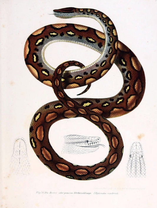 Bilder-Atlas zur wissenschaftlich-populÃ¤ren Naturgeschichte der WirbelthiereWien :K.K. H | Amphibians "Pictorial works" Reptiles  | Vintage Print Reproduction 461172