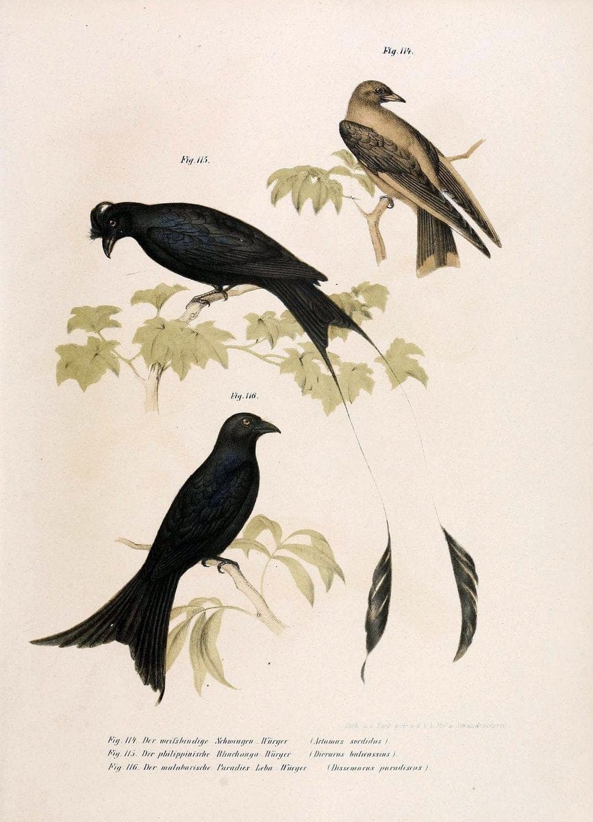 Bilder-atlas zur Wissenschaftlich-populÃ¤ren Naturgeschichte der VÃ¶gel in ihren sÃ¤mmtlich | Birds "Pictorial works"  | Vintage Print Reproduction 461173