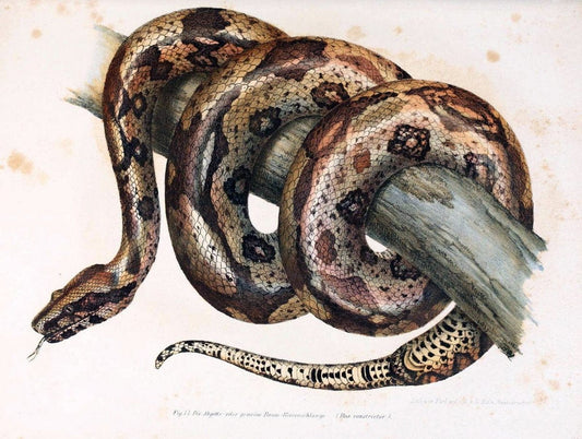 Bilder-Atlas zur wissenschaftlich-populÃ¤ren Naturgeschichte der WirbelthiereWien :K.K. H | Amphibians "Pictorial works" Reptiles  | Vintage Print Reproduction 461174