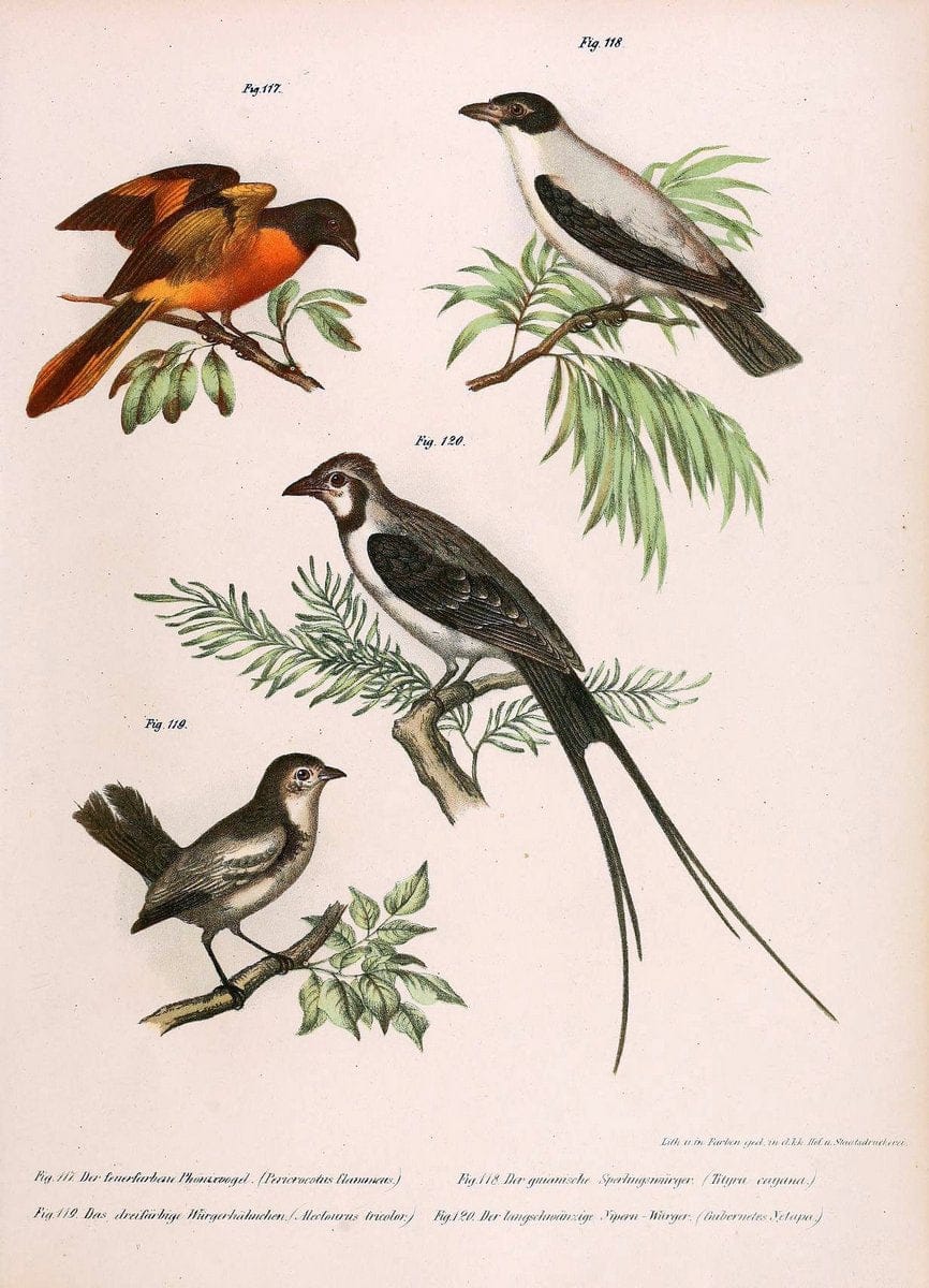Bilder-atlas zur Wissenschaftlich-populÃ¤ren Naturgeschichte der VÃ¶gel in ihren sÃ¤mmtlich | Birds "Pictorial works"  | Vintage Print Reproduction 461175