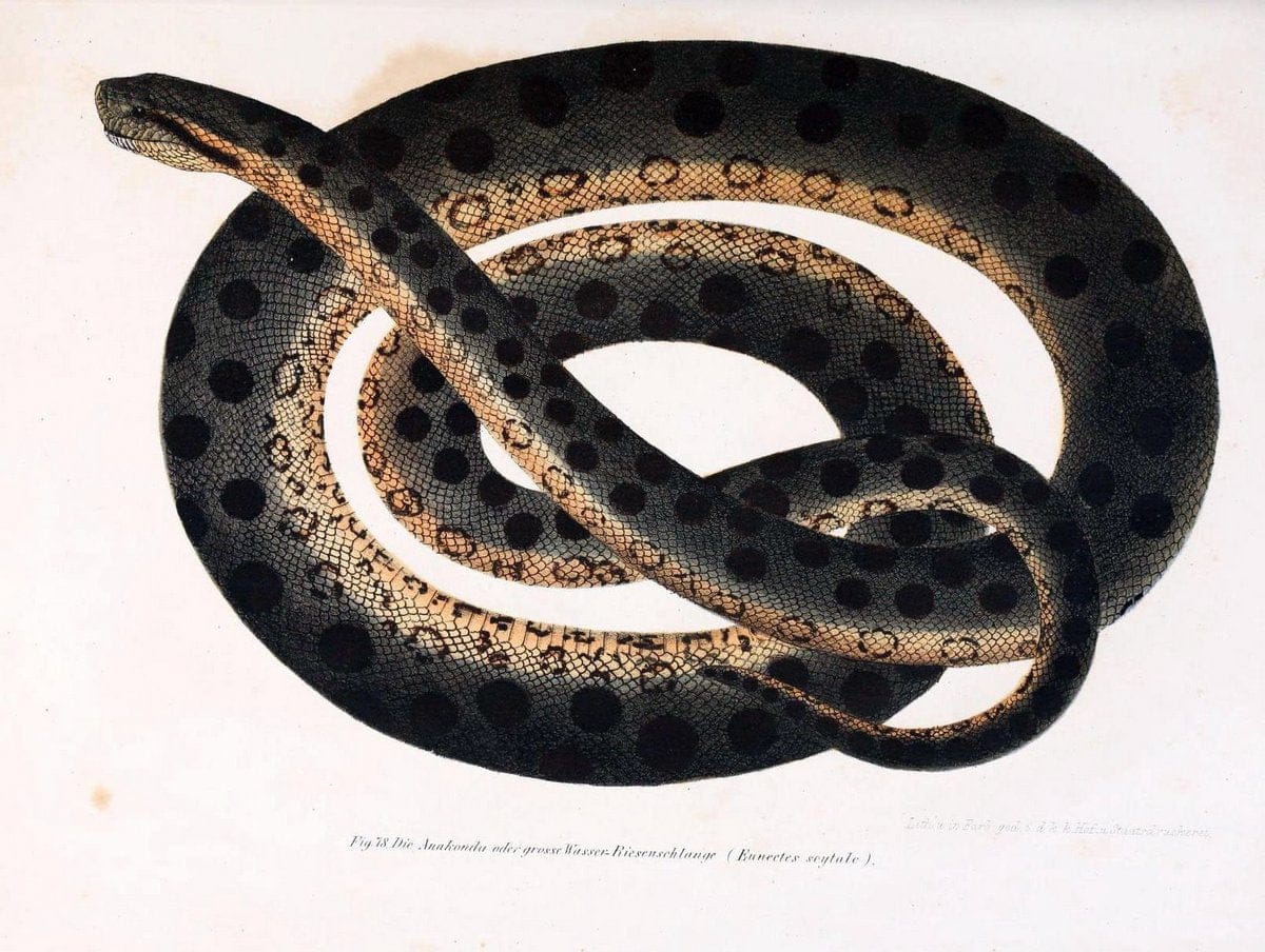 Bilder-Atlas zur wissenschaftlich-populÃ¤ren Naturgeschichte der WirbelthiereWien :K.K. H | Amphibians "Pictorial works" Reptiles  | Vintage Print Reproduction 461176