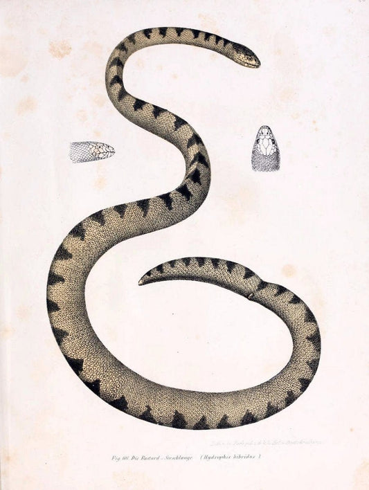 Bilder-Atlas zur wissenschaftlich-populÃ¤ren Naturgeschichte der WirbelthiereWien :K.K. Hof-und Staatsdruckerei,1867. |  | Vintage Print Reproduction 461179