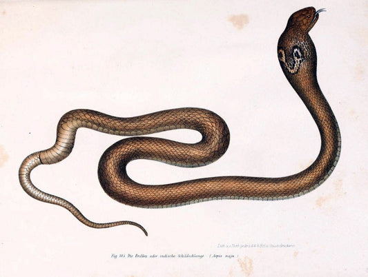 Bilder-Atlas zur wissenschaftlich-populÃ¤ren Naturgeschichte der WirbelthiereWien :K.K. Hof-und Staatsdruckerei,1867. |  | Vintage Print Reproduction 461183