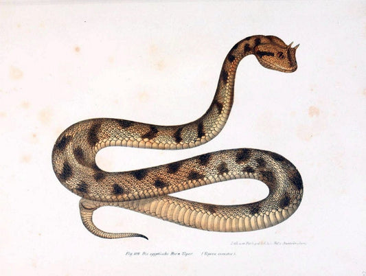Bilder-Atlas zur wissenschaftlich-populÃ¤ren Naturgeschichte der WirbelthiereWien :K.K. Hof-und Staatsdruckerei,1867. |  | Vintage Print Reproduction 461187