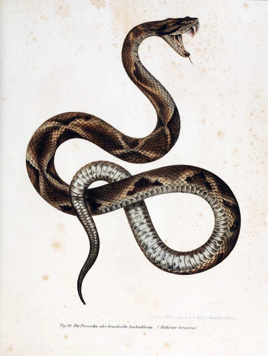 Bilder-Atlas zur wissenschaftlich-populÃ¤ren Naturgeschichte der WirbelthiereWien :K.K. Hof-und Staatsdruckerei,1867. |  | Vintage Print Reproduction 461188