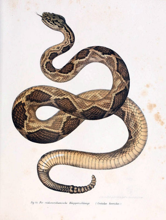 Bilder-Atlas zur wissenschaftlich-populÃ¤ren Naturgeschichte der WirbelthiereWien :K.K. Hof-und Staatsdruckerei,1867. |  | Vintage Print Reproduction 461189