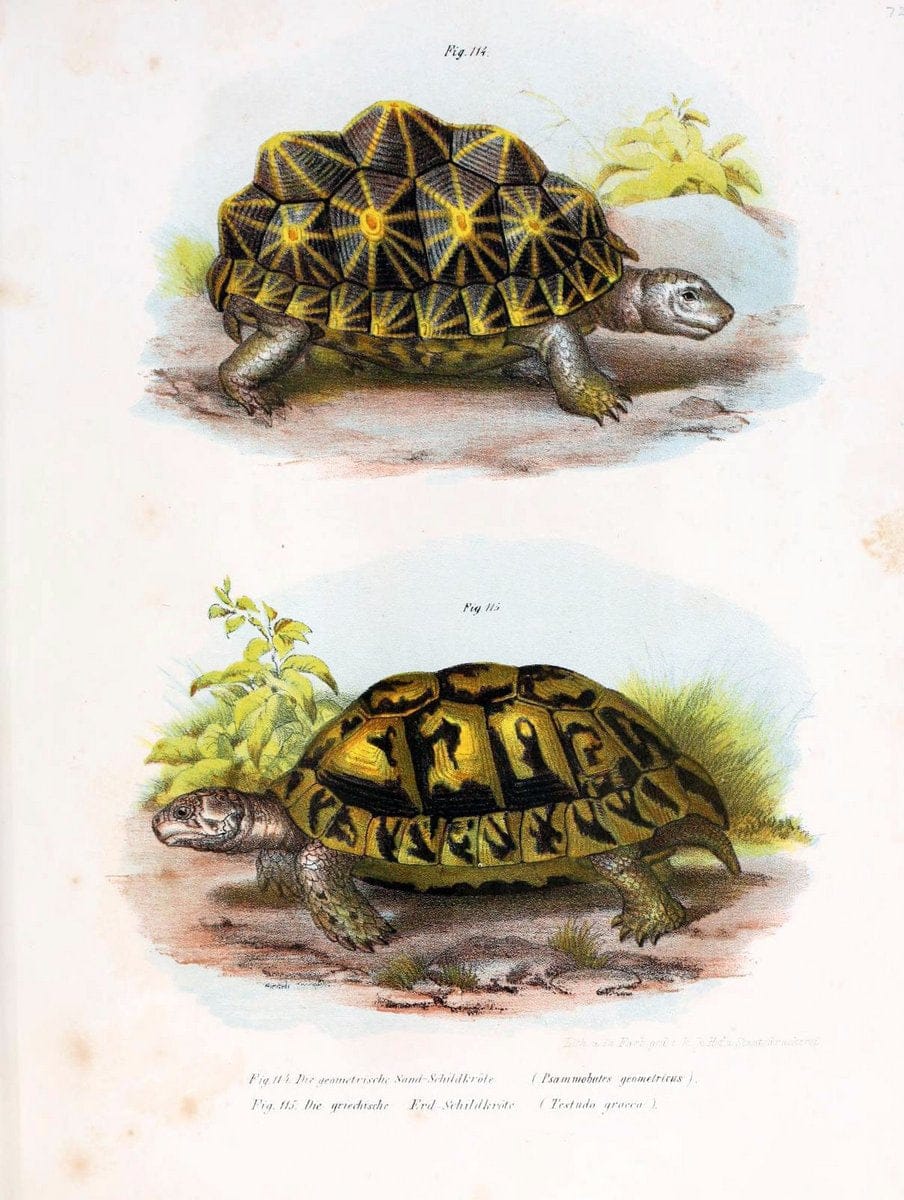 Bilder-Atlas zur wissenschaftlich-populÃ¤ren Naturgeschichte der WirbelthiereWien :K.K. Hof-und Staatsdruckerei,1867. |  | Vintage Print Reproduction 461191